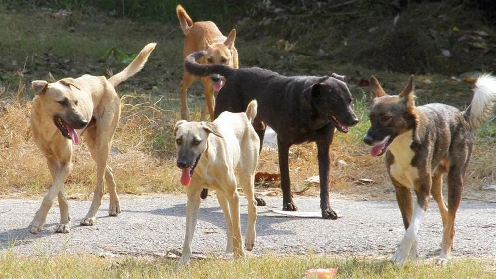 Αγέλες σκύλων επιτίθενται σε περαστικούς στο δάσος του Σέιχ Σου